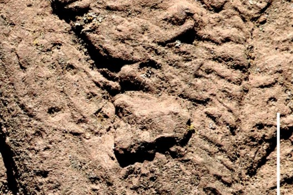 an indentation where they cloaca was in the tail print
